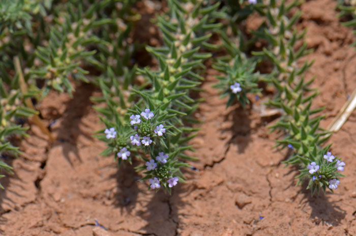 Bigbract Verbena is a native annual, biennial or perennial species in the Verbenaceae or Vervain or Verbena Family. Verbena bracteata 